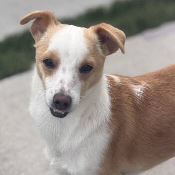Chihuahua and Fox Terrier Dogs Available for Adoption - Mr. Bubble Bee CJ | PetCurious