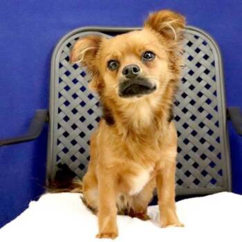 Chihuahua Dogs Available for Adoption - Chewy | PetCurious