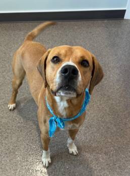 Rescue Mixed Breed Dogs for Adoption in Sault Ste. Marie, Michigan - Bentley - Currently Enrolled In Prison Training Program | PetCurious