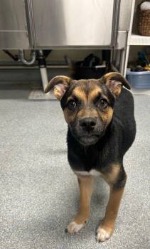 Mixed Breed Dogs Available for Adoption in St. Joseph, Michigan - Rowdy | PetCurious