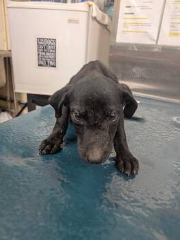 Frolic -  Black Labrador Retriever Dog for Adoption in Mobile, Alabama - Frolic | PetCurious
