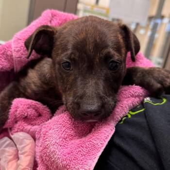 Bryce -  American Staffordshire Terrier Dog for Adoption in Lynchburg, Virginia - Bryce | PetCurious
