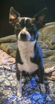 Rescue Chihuahua Dogs for Adoption in Eugene, Oregon - Little Socks | PetCurious