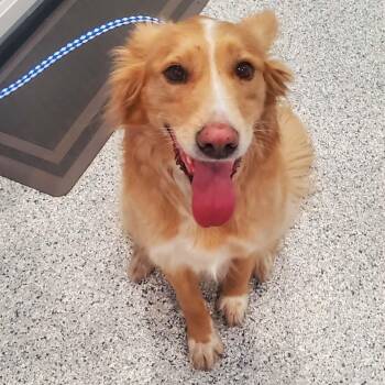 Border Collie and Golden Retriever Dogs Available for Adoption in Hutchinson, Minnesota - Mimosa | PetCurious