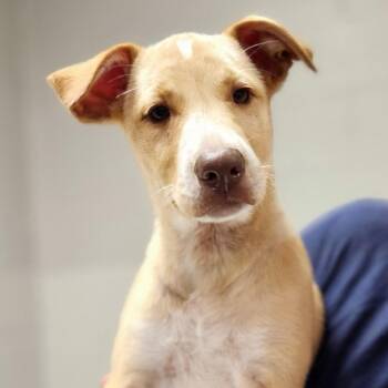 Rosie -  Mixed Breed Dog for Adoption in Walker, Michigan - Rosie | PetCurious