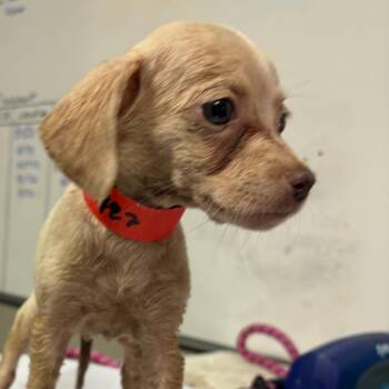 Lady -  Mixed Breed Dog for Adoption in Yuma, Arizona - Lady | PetCurious