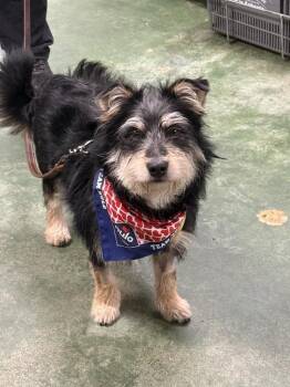 Terrier Dogs Available for Adoption - Mc Scruffy | PetCurious