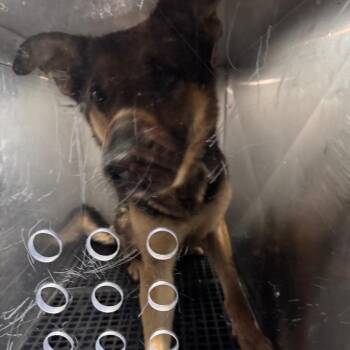 German Shepherd Dog Dogs Available for Adoption in Philadelphia, Pennsylvania - Brick | PetCurious