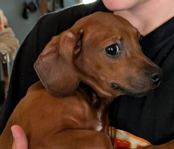 Beagle and Hound Dogs Available for Adoption in North Olmsted, Ohio - Dennis | PetCurious