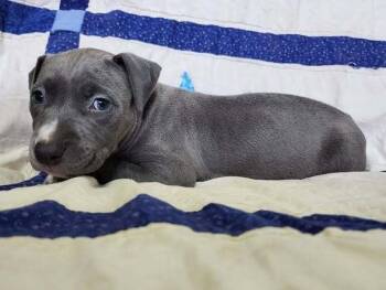 Mixed Breed Dogs Available for Adoption - Siren | PetCurious