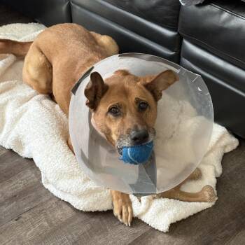 German Shepherd Dog Dogs Available for Adoption in Indianapolis, Indiana - Nala | PetCurious