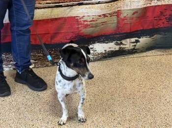Rat Terrier Dogs Available for Adoption in Doral, Florida - ROCKY | PetCurious