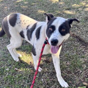 Labrador Retriever Dogs Available for Adoption - Troy | PetCurious