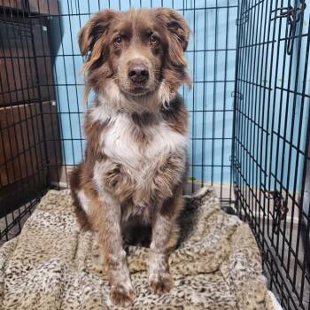 Australian Shepherd Dogs Available for Adoption - Roscoe | PetCurious