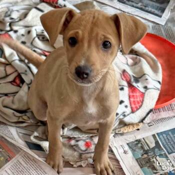 Helen -  Labrador Retriever Dog for Adoption in Washington, District Of Columbia - Helen | PetCurious