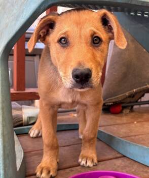Rescue Retriever and Mixed Breed Dogs for Adoption in Los Angeles, California - Clove | PetCurious
