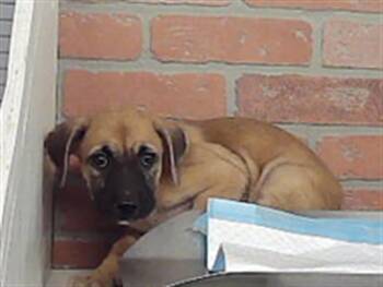 A2092887 -  Staffordshire Bull Terrier and Mixed Breed Dog for Adoption in Houston, Texas - A2092887 | PetCurious