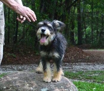 Biscuit -  Schnauzer Dog for Adoption in Willingboro, New Jersey - Biscuit | PetCurious