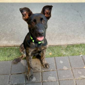 Mr. Peabody -  Shepherd and Mixed Breed Dog for Adoption in San Francisco, California - Mr. Peabody | PetCurious