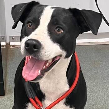 Bingo -  American Staffordshire Terrier Dog for Adoption in Spring, Texas - Bingo | PetCurious