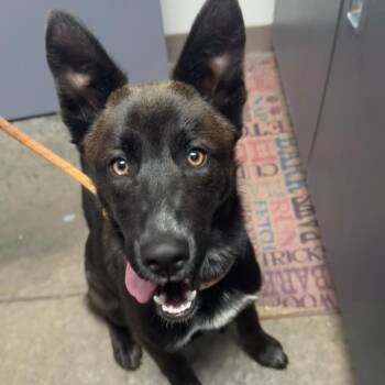 Xerxes -  German Shepherd Dog Dog for Adoption in Mcpherson, Kansas - Xerxes | PetCurious