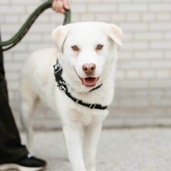 Rocko -  Labrador Retriever and Husky Dog for Adoption in Toronto, Ontario - Rocko | PetCurious
