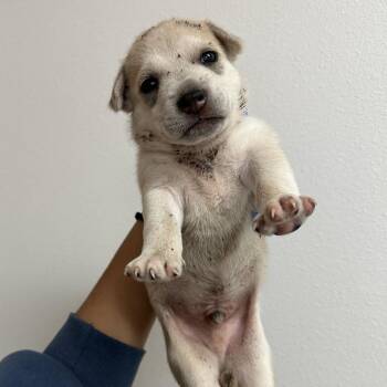 Eugene E2 -  Husky and Mixed Breed Dog for Adoption in Edinburg, Texas - Eugene E2 | PetCurious