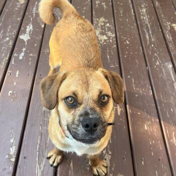 Penny -  Pug and Beagle Dog for Adoption in New London, Wisconsin - Penny | PetCurious