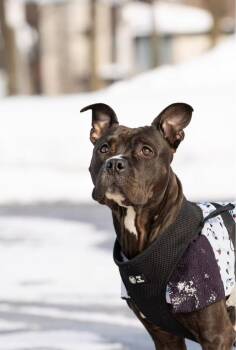 Mixed Breed Dogs Available for Adoption - Acacia | PetCurious