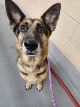 PRETZEL -  German Shepherd Dog and Mixed Breed Dog Available for Adoption in Houston, Texas - PRETZEL | PetCurious