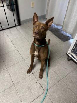 Australian Kelpie and Pit Bull Terrier Dogs Available for Adoption - 26-0220D | PetCurious