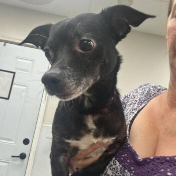 Jinu -  Mixed Breed Dog for Adoption in Fredericksburg, Virginia - Jinu | PetCurious