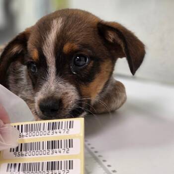 Chris -  Mixed Breed Dog for Adoption in Charleston, West Virginia - Chris | PetCurious