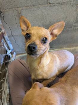 Chihuahua Dogs Available for Adoption in Hermiston, Oregon - Hannah  | PetCurious