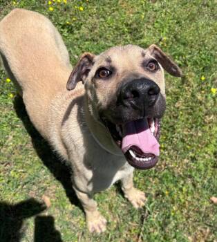 Shepherd and Shar Pei Dogs Available for Adoption in Little Rock, Arkansas - Tucker | PetCurious