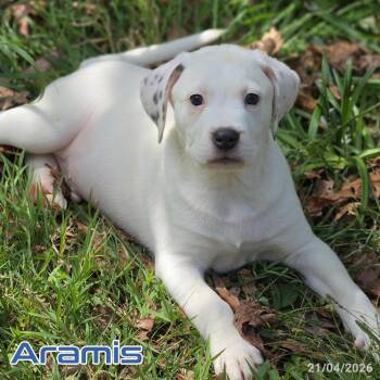 Mixed Breed Dogs Available for Adoption in Fredericksburg, Virginia - Aramis | PetCurious