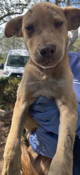 Rescue Pit Bull Terrier Dogs for Adoption in Mobile, Alabama - Cowardly Lion | PetCurious