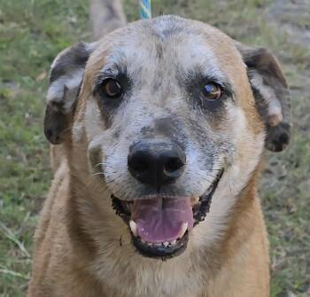 Rescue Catahoula Leopard Dog and Shepherd Dogs for Adoption in New York, New York - Huck *foster Needed* | PetCurious