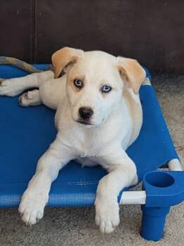 Husky and Australian Cattle Dog Blue Heeler Dogs Available for Adoption in Plattsmouth, Nebraska - Auggie | PetCurious