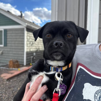Rescue Pug and Chihuahua Dogs for Adoption in Cheyenne, Wyoming - Russet | PetCurious