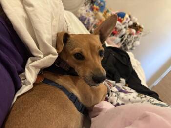 Harlow -  Chihuahua Dog for Adoption in San Diego, California - Harlow | PetCurious