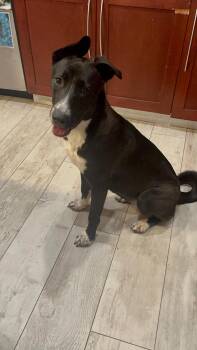 Rescue Belgian Shepherd Malinois Dogs for Adoption in Homestead, Florida - Tulip | PetCurious