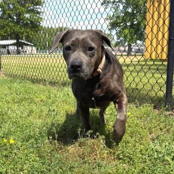 Pit Bull Terrier Dogs Available for Adoption in Cabot, Arkansas - Veda | PetCurious
