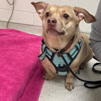 Twilight -  Dachshund and Chihuahua Dog for Adoption in Murray, Utah - Twilight | PetCurious