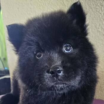 Mixed Breed Dogs Available for Adoption in Idaho Falls, Idaho - Orson | PetCurious