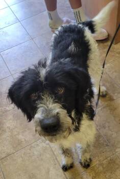 Poodle and Mixed Breed Dogs Available for Adoption - Rocky | PetCurious