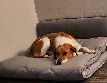 Jess -  Foxhound Dog for Adoption in Thornton, Colorado - Jess | PetCurious