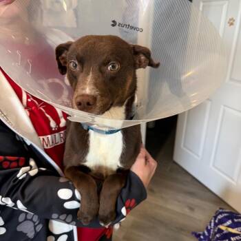 Dezi -  Mixed Breed Dog for Adoption in Muncie, Indiana - Dezi | PetCurious