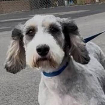 PAIGE -  Bernadoodle Dog for Adoption in Ashland, Ohio - PAIGE | PetCurious