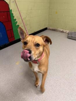 Rescue Pit Bull Terrier Dogs for Adoption in Indianapolis, Indiana - APPLE CRISP | PetCurious